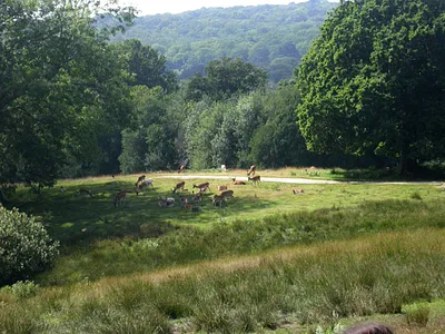 Bolderwood Deer Sanctuary