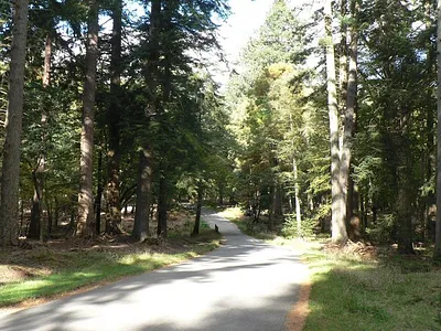 Rhinefield Ornamental Drive